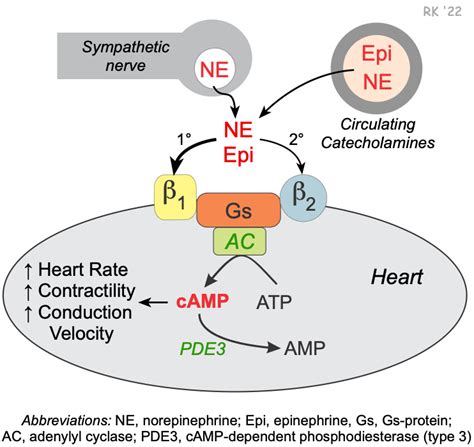 beta blockers for heart|Beta Blockers .